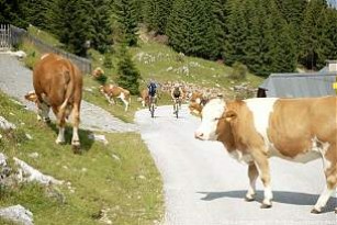 Foto auf Europameister Alban Lakata und Local Heroe Richard Zinthauer testen die WM-Strecke von 2009!   