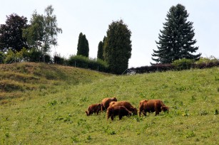 Foto auf Wildoner Radmarathon 2012