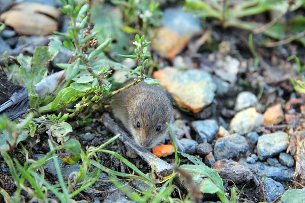 Au(s) - Maus!
