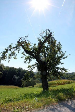 Foto auf Wildoner Radmarathon 2012