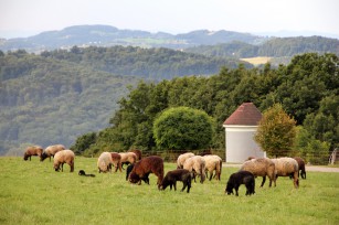 Foto auf Wildoner Radmarathon 2015