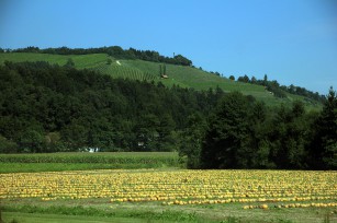 Foto auf The last Wildoner  (&#945;1991 - &#937;2016)