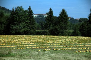 Foto auf The last Wildoner  (&#945;1991 - &#937;2016)