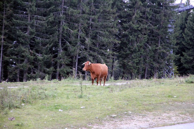 Teil der Zuschauerherde