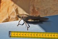 Foto auf Big Pictures BC 2018/18+/17/16/15/14
